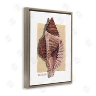 Nancy Overton | Nautical Triton Shell