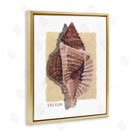 Nancy Overton | Nautical Triton Shell