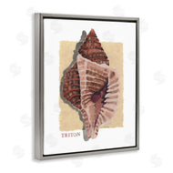 Nancy Overton | Nautical Triton Shell