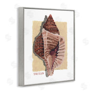 Nancy Overton | Nautical Triton Shell