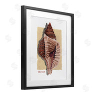 Nancy Overton | Nautical Triton Shell