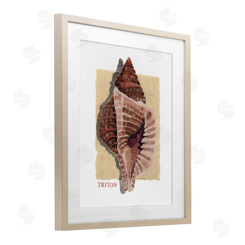 Nancy Overton | Nautical Triton Shell