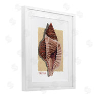 Nancy Overton | Nautical Triton Shell