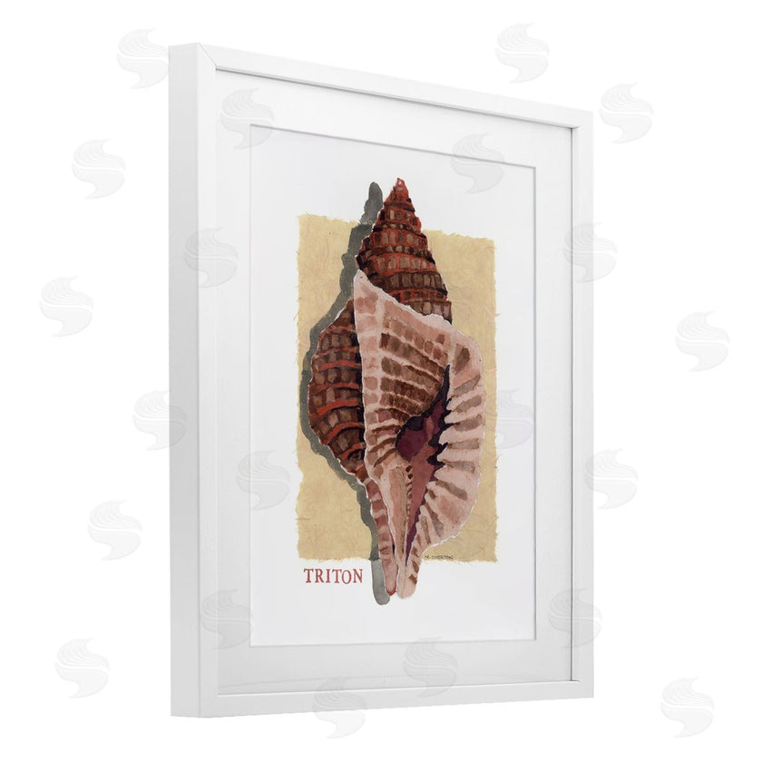 Nancy Overton | Nautical Triton Shell