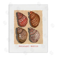 Nancy Overton | Nautical Pheasant Shells
