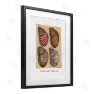 Nancy Overton | Nautical Pheasant Shells