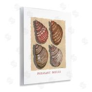 Nancy Overton | Nautical Pheasant Shells