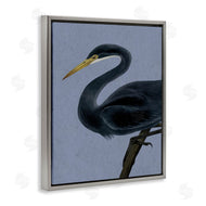 Grace Popp | Black Perched Heron