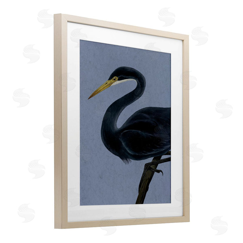 Grace Popp | Black Perched Heron