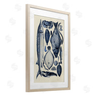 Alicia Longley | Scientific Marine Life Chart