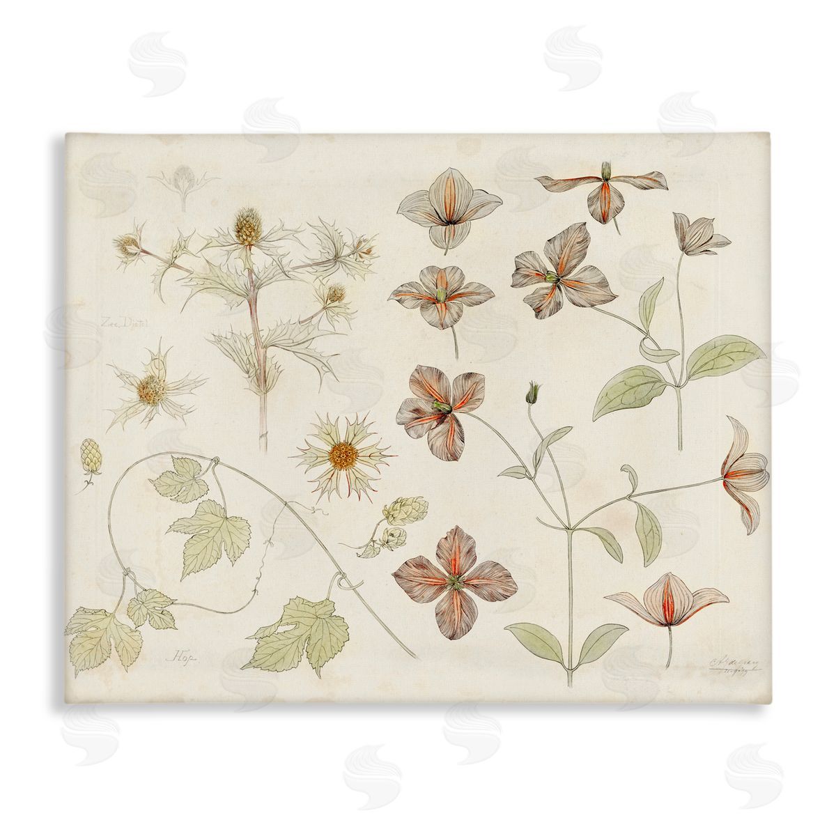 Julie de Graag Nature Botanical Study Canvas Wall Art Print