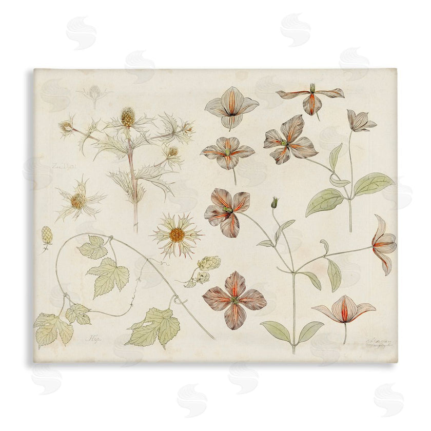 Julie de Graag | Nature Botanical Study