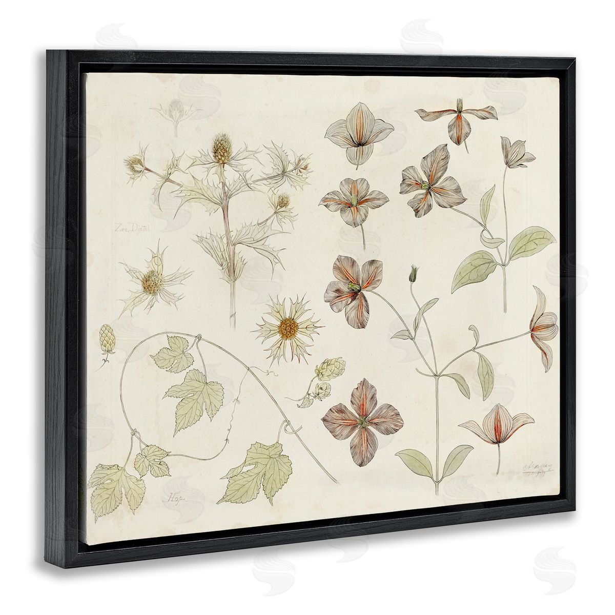 Julie de Graag Nature Botanical Study Canvas Wall Art Print