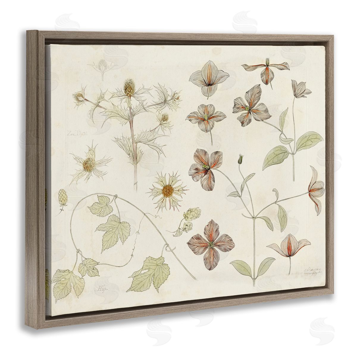 Julie de Graag Nature Botanical Study Canvas Wall Art Print