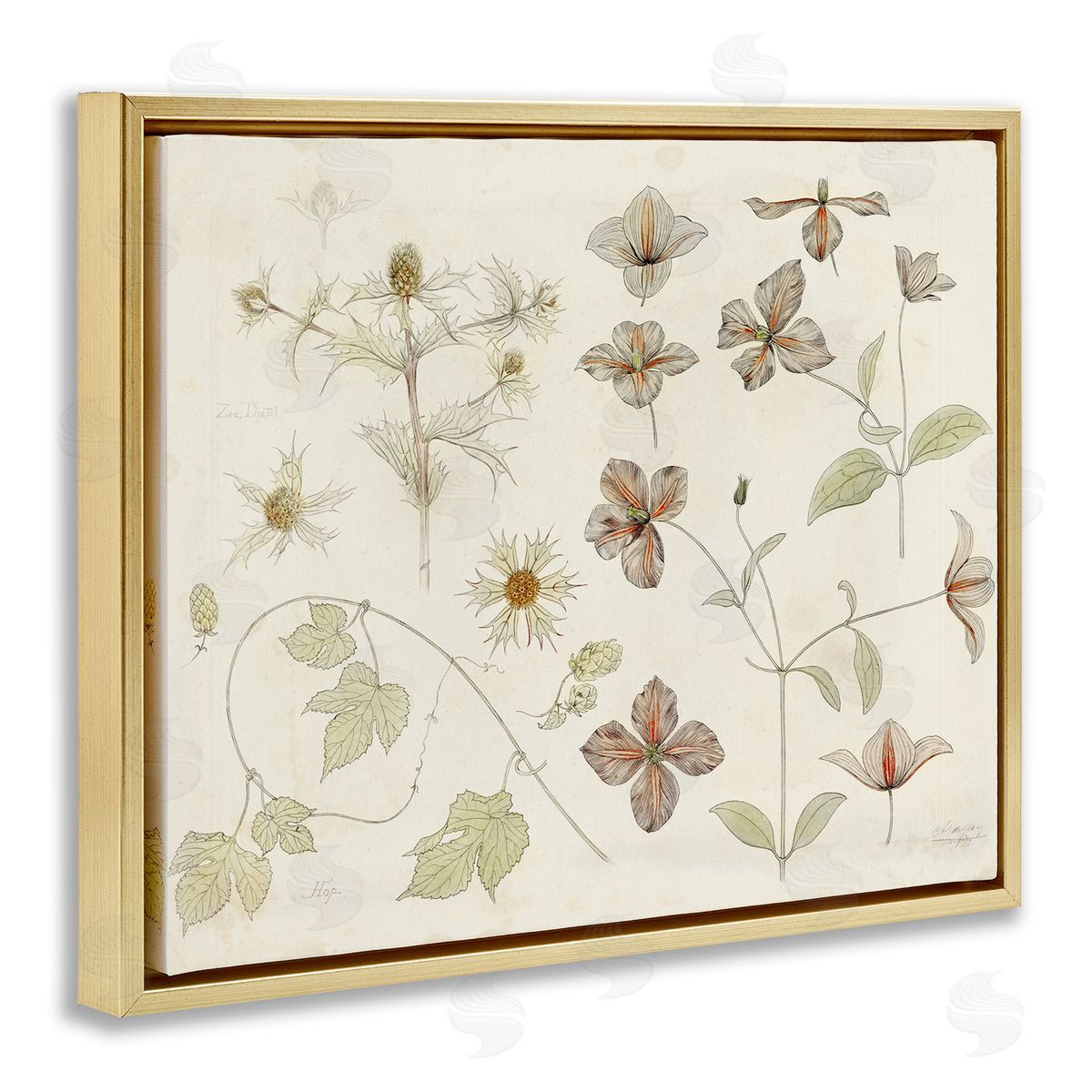 Julie de Graag Nature Botanical Study Canvas Wall Art Print