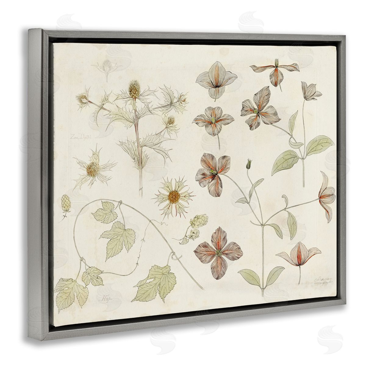 Julie de Graag Nature Botanical Study Canvas Wall Art Print