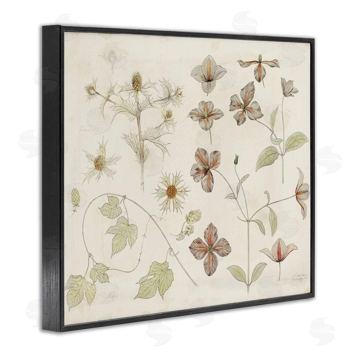 Julie de Graag Nature Botanical Study Canvas Wall Art Print