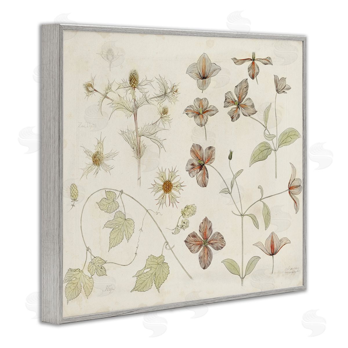 Julie de Graag Nature Botanical Study Canvas Wall Art Print