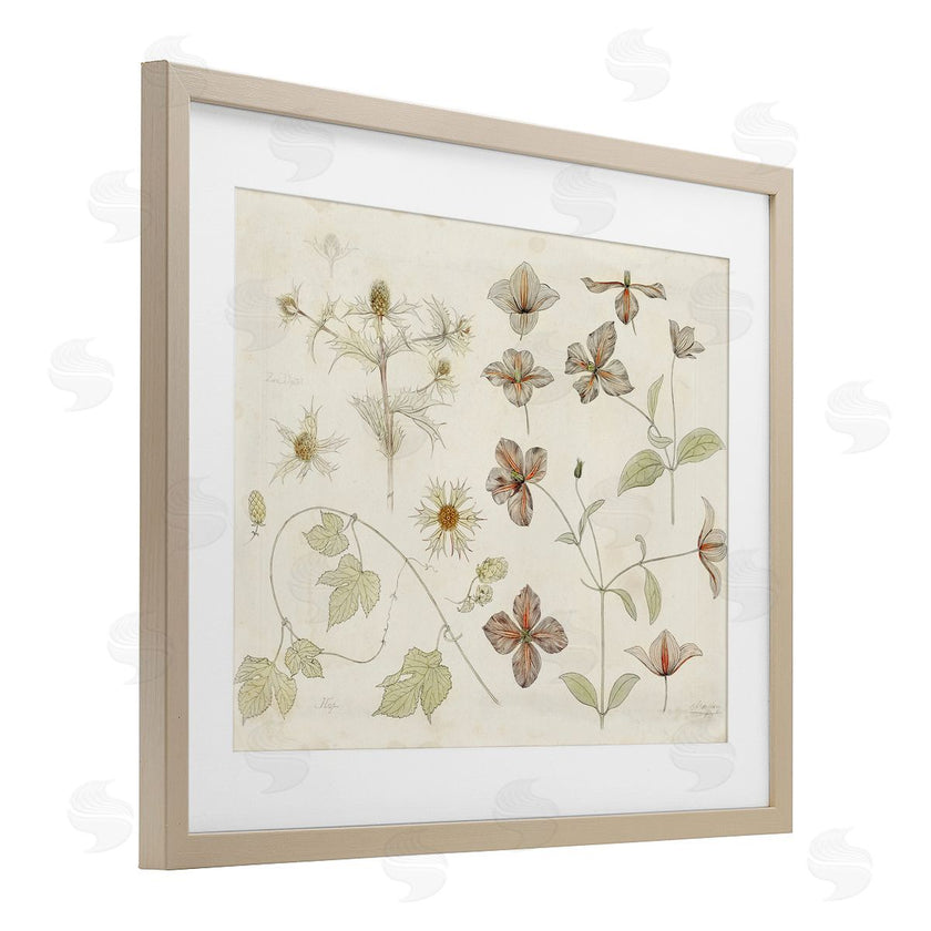 Julie de Graag | Nature Botanical Study