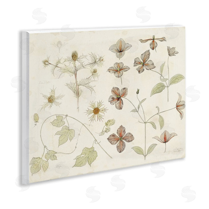 Julie de Graag | Nature Botanical Study