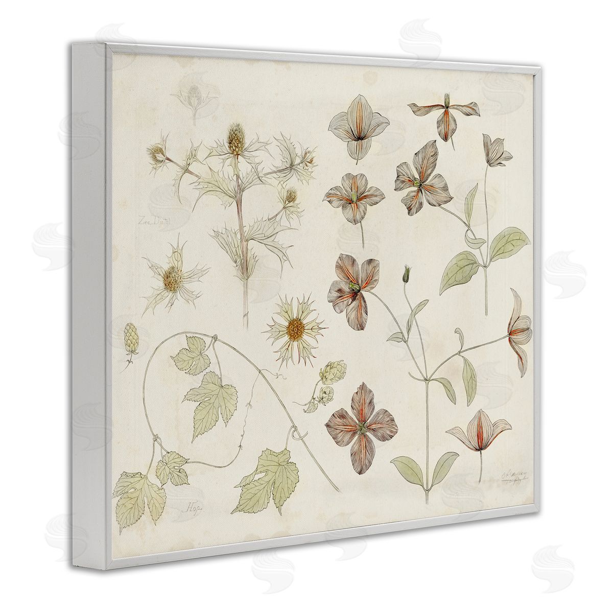 Julie de Graag Nature Botanical Study Canvas Wall Art Print
