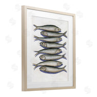 Michael Willett | Stacked Anchovy Fish