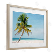 Danita Delimont | Barrier Reef Island Palm