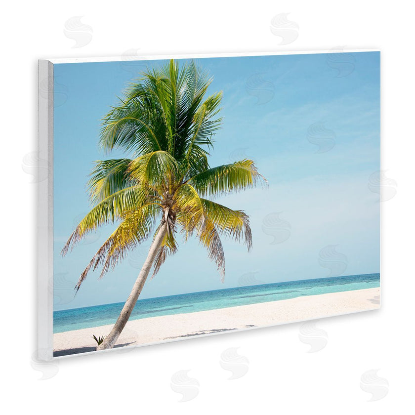Danita Delimont | Barrier Reef Island Palm
