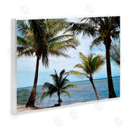 Natalie Carpentieri | Honduras Daytime Palms