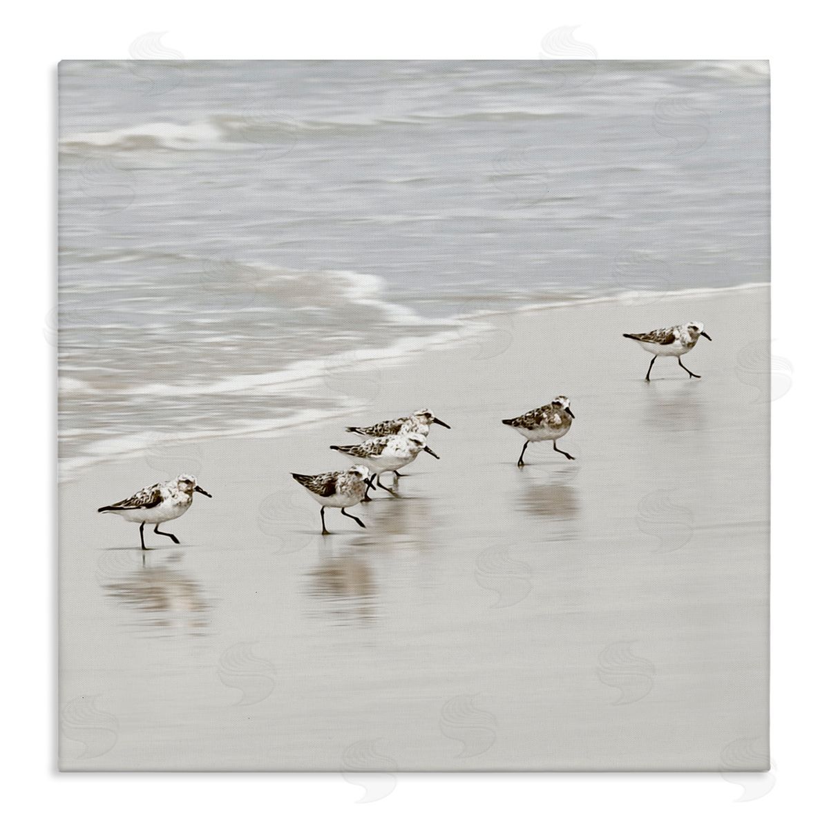 Natalie Carpentieri Scurrying Sandpiper Birds Canvas Wall Art Print