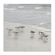 Natalie Carpentieri | Beach Birds Scurrying