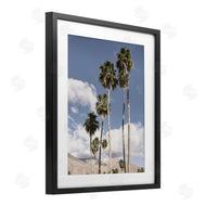 Danita Delimont | Palm Springs Looming Trees