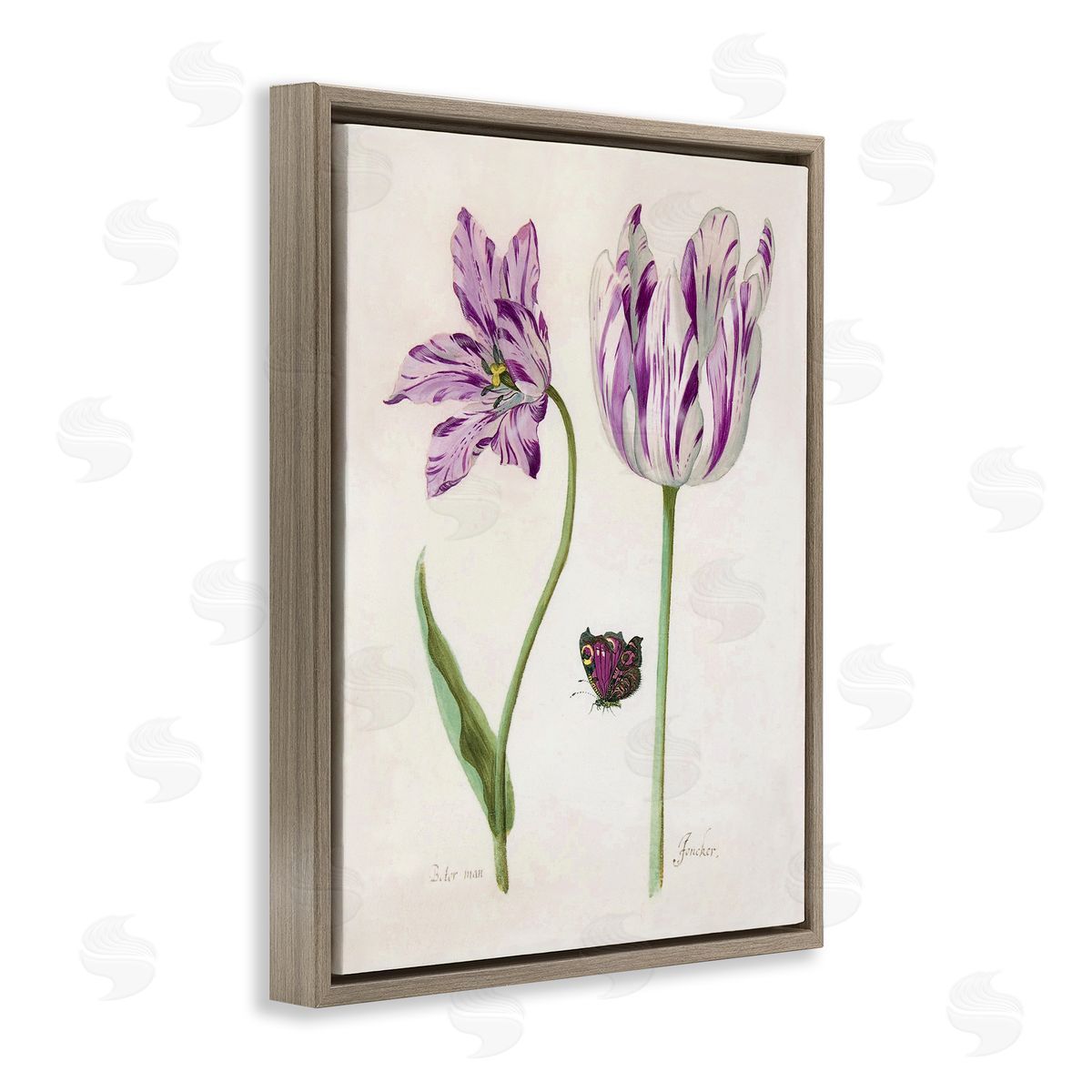 Jacob Marell Two Tulips Purple Flowers Canvas Wall Art Print