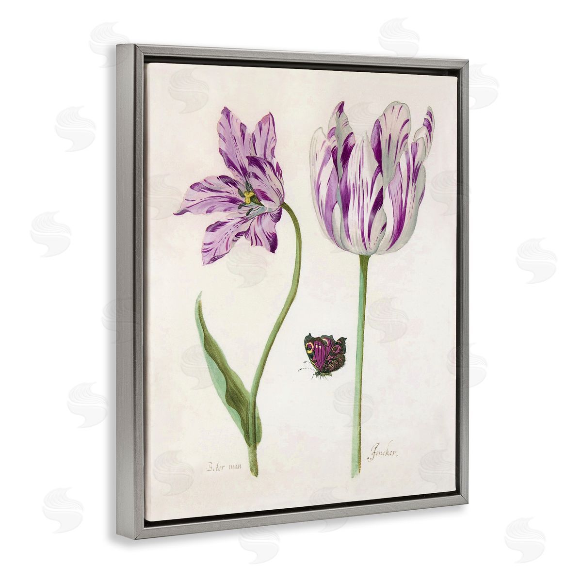 Jacob Marell Two Tulips Purple Flowers Canvas Wall Art Print