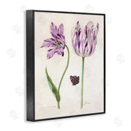 Jacob Marrel | Two Tulips Purple Flowers