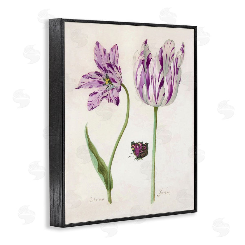 Jacob Marrel | Two Tulips Purple Flowers