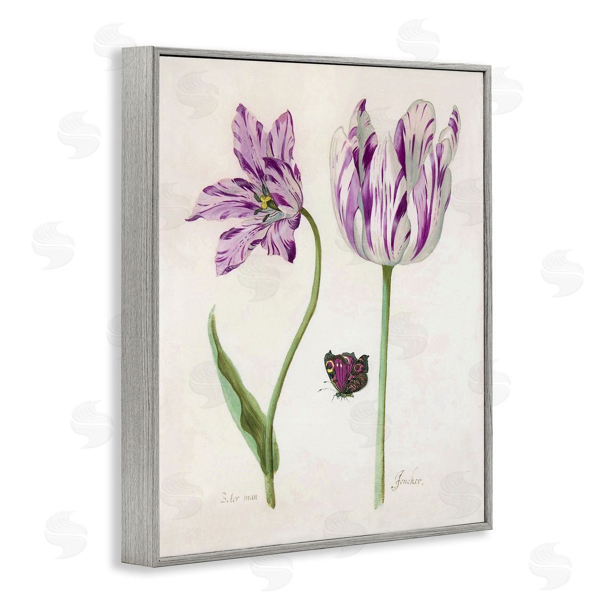 Jacob Marell Two Tulips Purple Flowers Canvas Wall Art Print