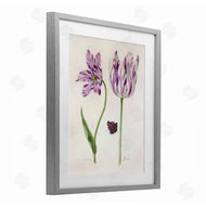 Jacob Marrel | Two Tulips Purple Flowers
