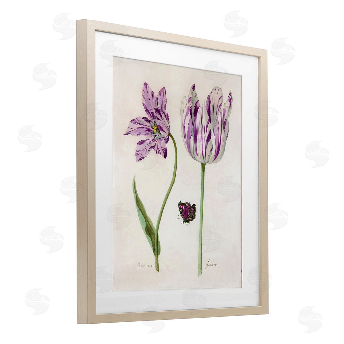 Jacob Marell Two Tulips Purple Flowers Canvas Wall Art Print