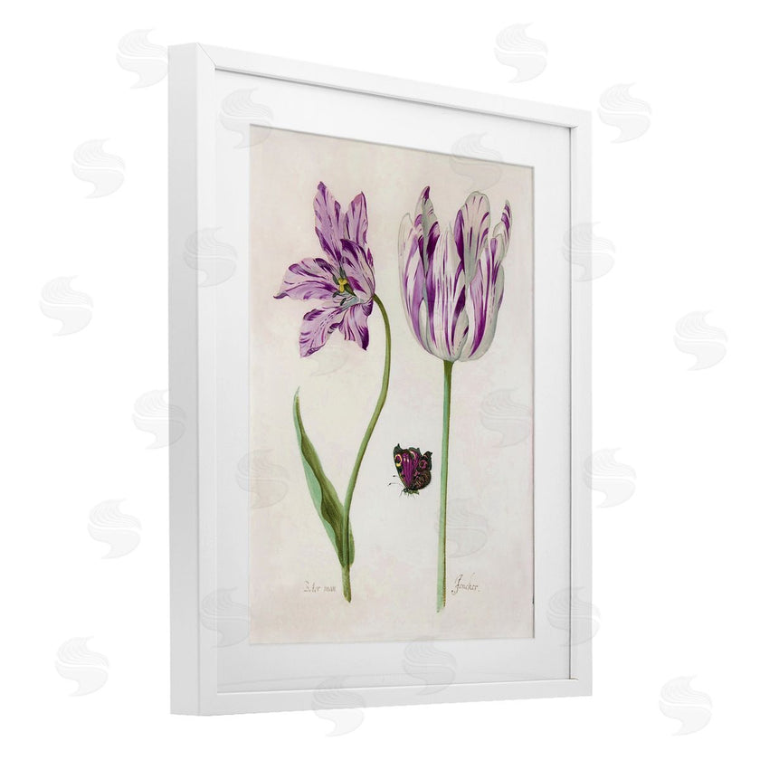 Jacob Marrel | Two Tulips Purple Flowers