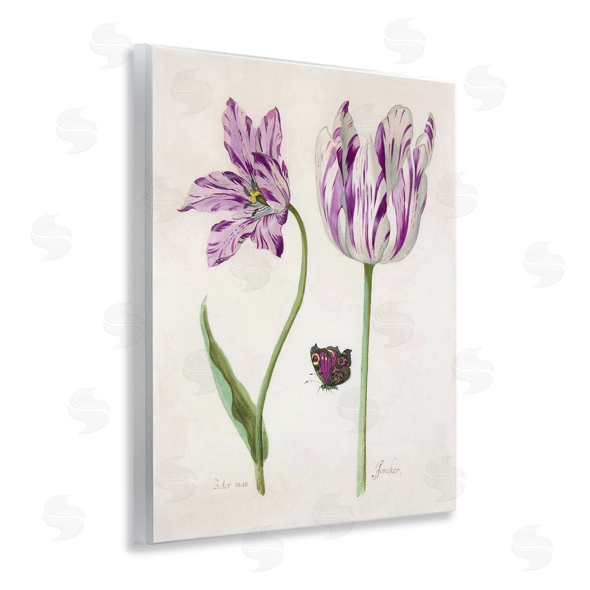 Jacob Marell Two Tulips Purple Flowers Canvas Wall Art Print