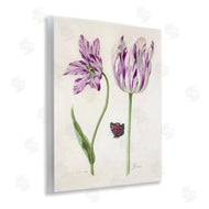 Jacob Marrel | Two Tulips Purple Flowers