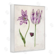 Jacob Marrel | Two Tulips Purple Flowers
