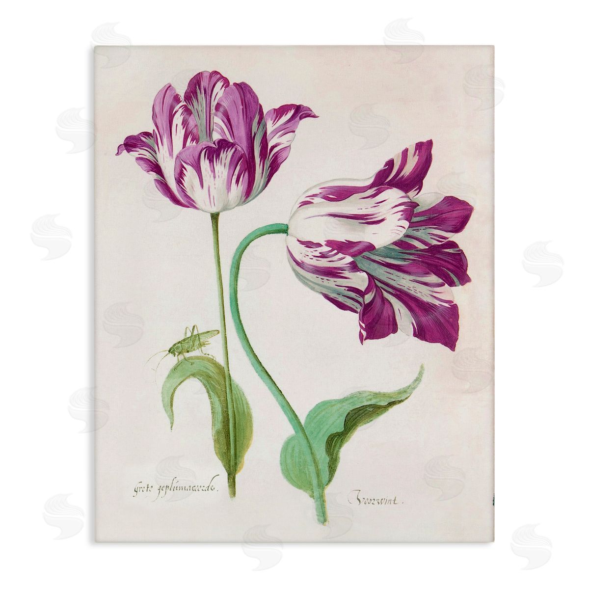 Jacob Marell Two Tulips Purple Florals Canvas Wall Art Print