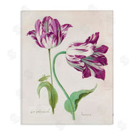 Jacob Marrel | Two Tulips Purple Florals