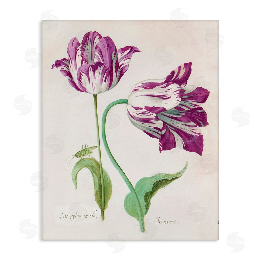 Jacob Marell | Two Tulips Purple Florals
