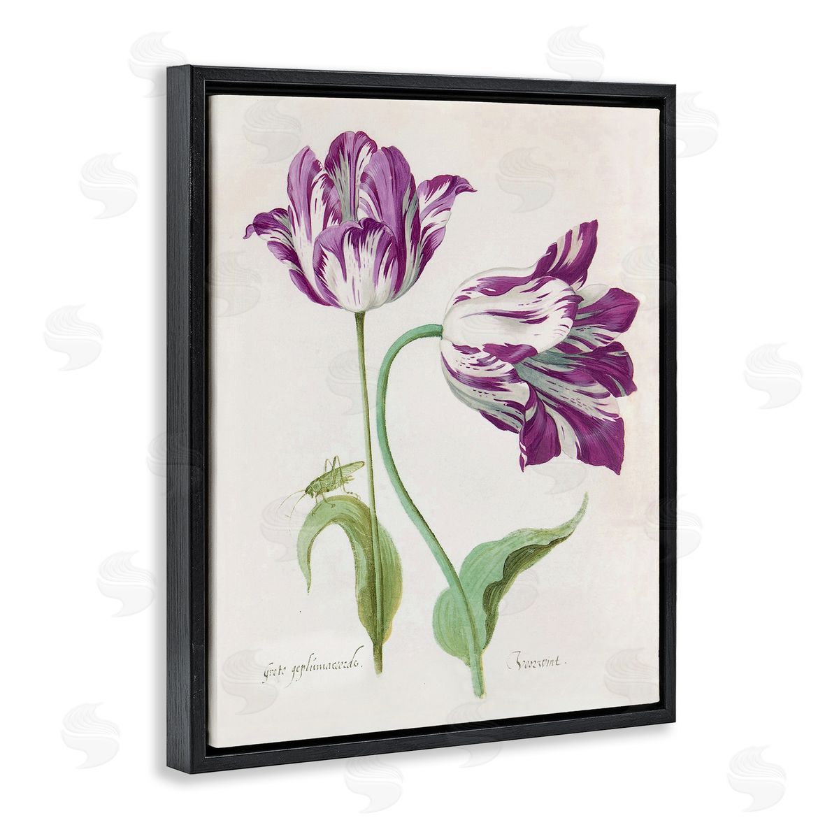 Jacob Marell Two Tulips Purple Florals Canvas Wall Art Print