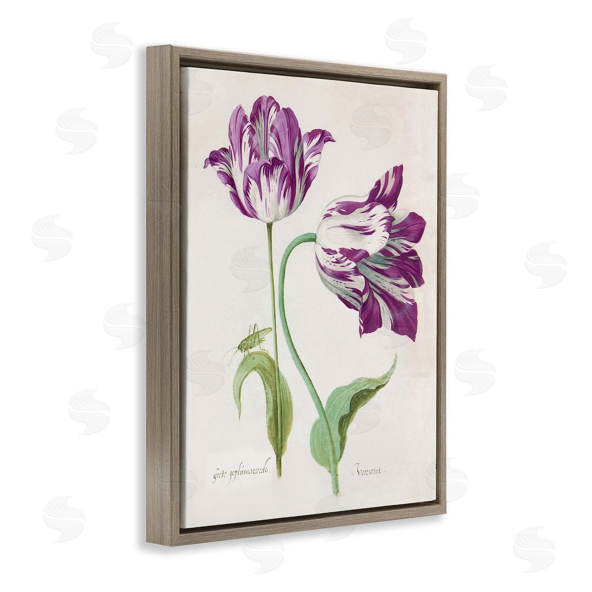 Jacob Marell Two Tulips Purple Florals Canvas Wall Art Print