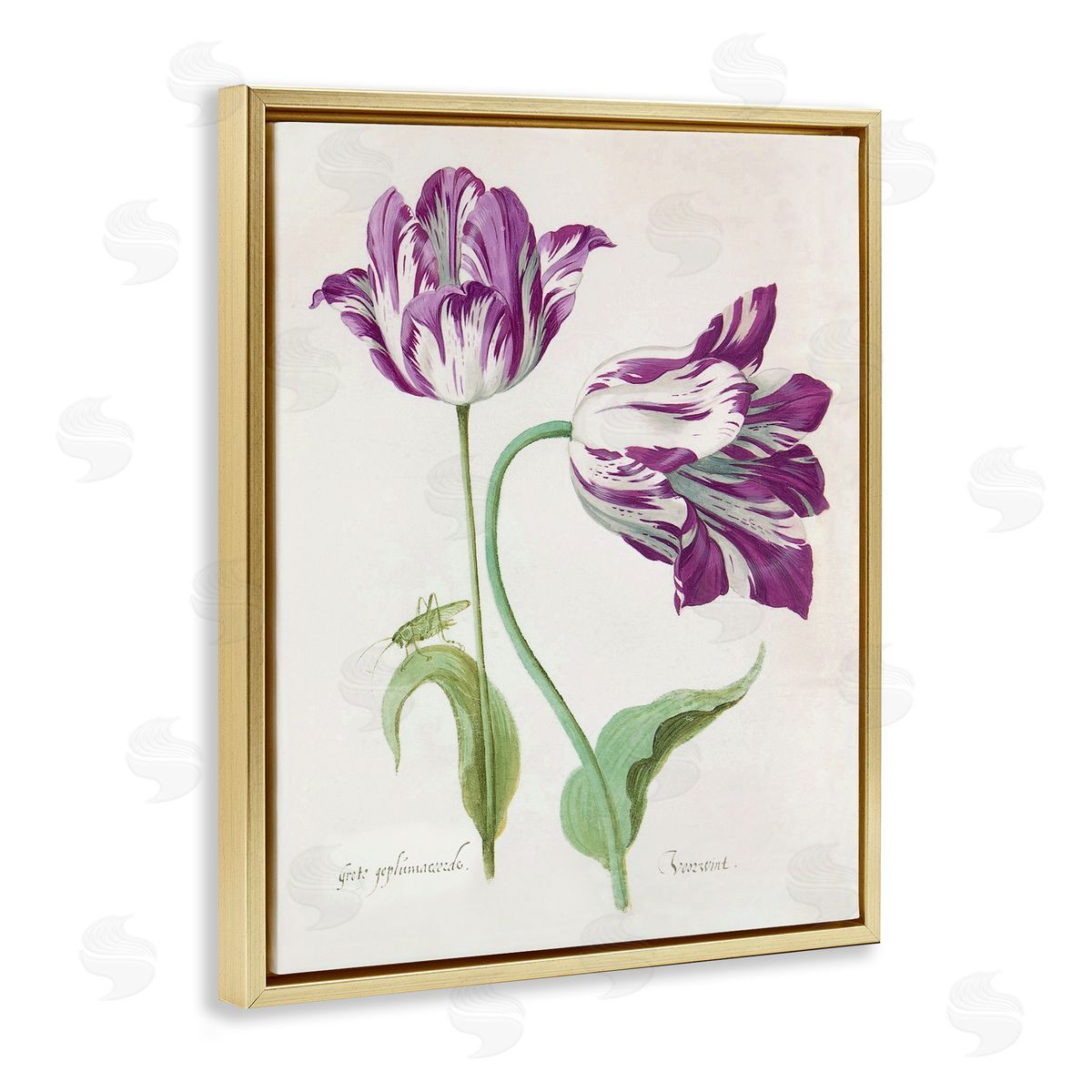 Jacob Marell Two Tulips Purple Florals Canvas Wall Art Print