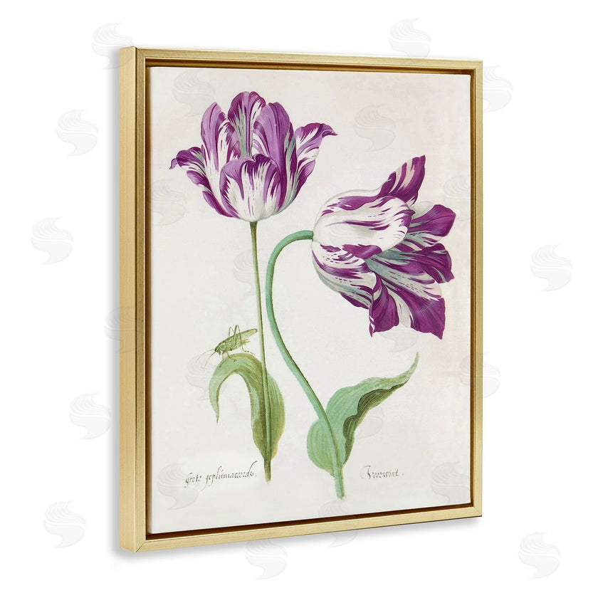 Jacob Marrel | Two Tulips Purple Florals